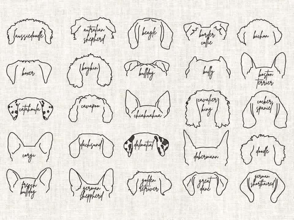 (Pre Order) custom pets sweatshirt